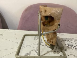 Modelo anatómico cabeza humana seccionada