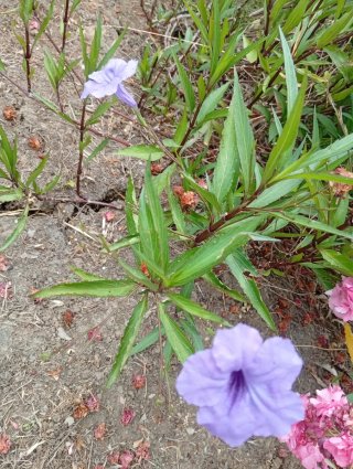 Ruellia Simplex Violeta