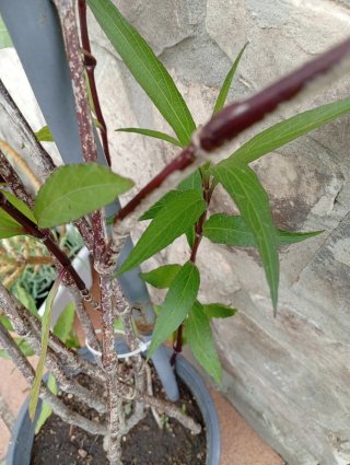 Ruellia Simplex Violeta