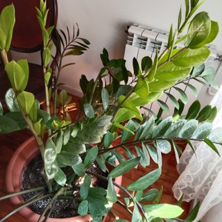 Zamioculca Planta de Interior