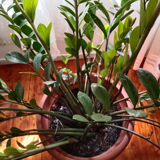 Zamioculca Planta de Interior