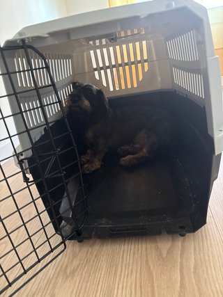 Transportín perro mediano rigido