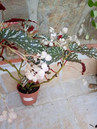 Begonia