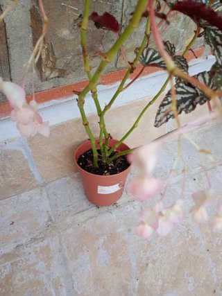 Begonia