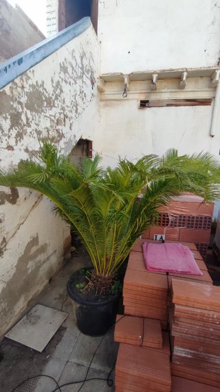 Palmera Ficus en Maceta Negra