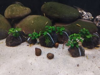 Anubia Nana