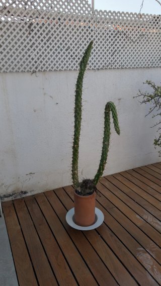 Portulacaria afra y cactus