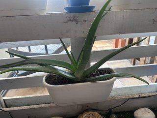 Planta Aloe Vera en Maceta Blanca