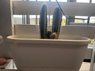 Cactus en maceta blanca