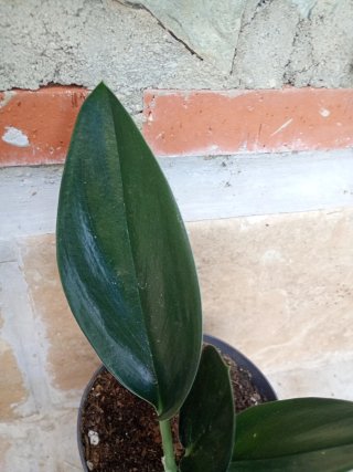 Scindapsus Dark form