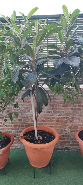 Árbol Nispero Mediano en Maceta