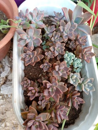 Lote 5 Plantas Suculentas