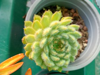 Lote 5 Plantas Suculentas