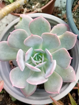Lote 5 Plantas Suculentas