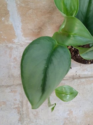 Scindapsus mmonglig