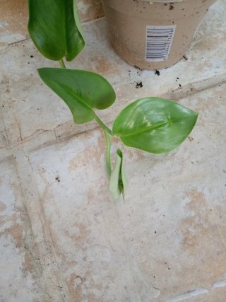 Scindapsus mmonglig