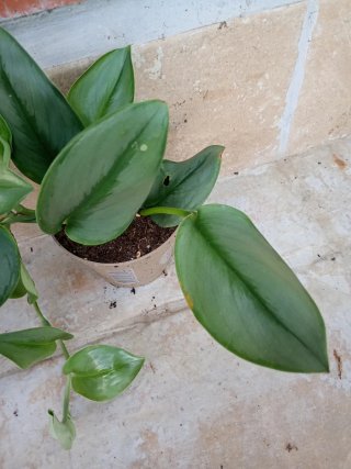 Scindapsus mmonglig