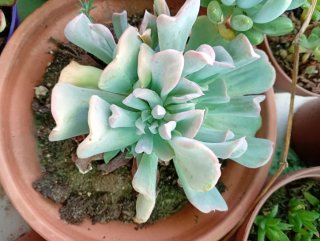 Lote 5 Plantas Suculentas