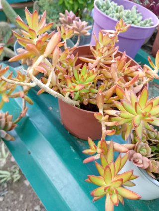 Lote de varias plantas suculentas