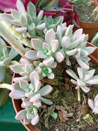 Lote de varias plantas suculentas