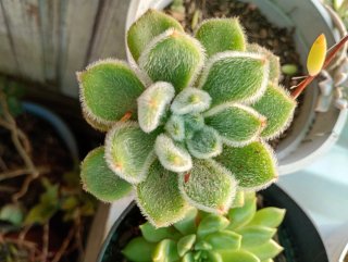 Lote de varias plantas suculentas