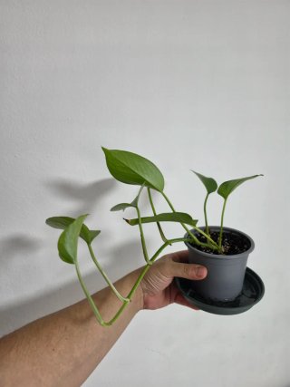 Potos Epipremnum Aureum Planta