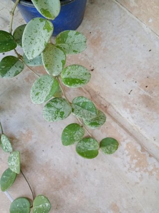 Hoya Matilde super Splash