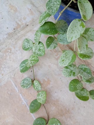 Hoya Matilde super Splash