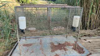 Jaula para gallinas de 2 compartimentos