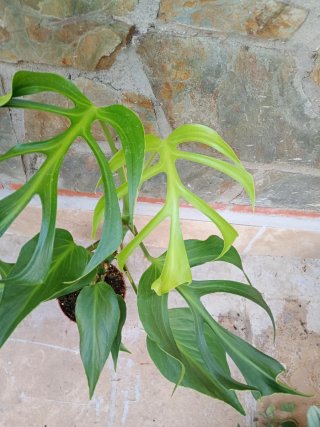 Monstera burlé marx flame variegata XXL