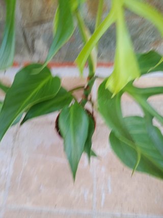 Monstera burlé marx flame variegata XXL