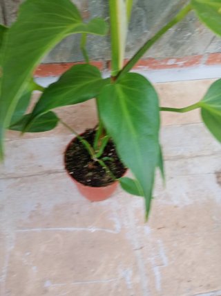Monstera burlé marx flame variegata XXL