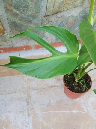 Monstera burlé marx flame variegata XXL