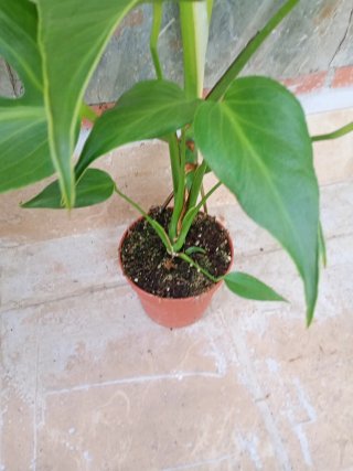 Monstera burlé marx flame variegata XXL