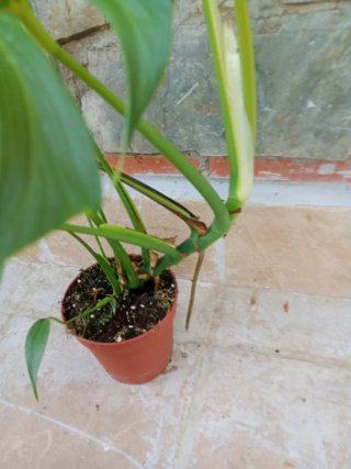Monstera burlé marx flame variegata XXL