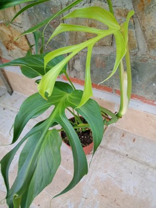 Monstera burlé marx flame variegata XXL