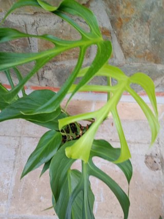 Monstera burlé marx flame variegata XXL