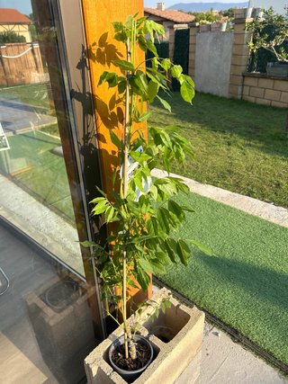 Planta de Glicinia (2 uds)
