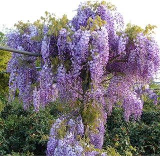 Planta de Glicinia (2 uds)