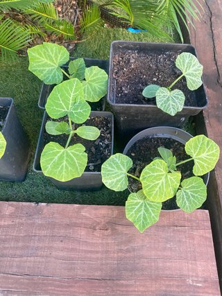 Plantas de Calabaza en Maceta