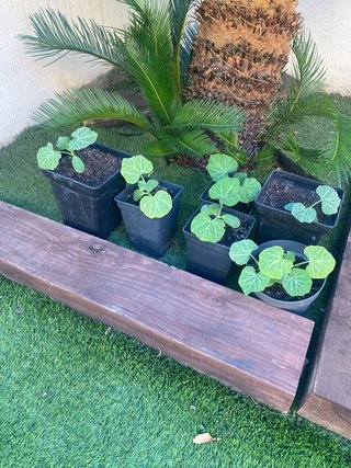 Plantas de Calabaza en Maceta