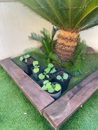 Plantas de Calabaza en Maceta