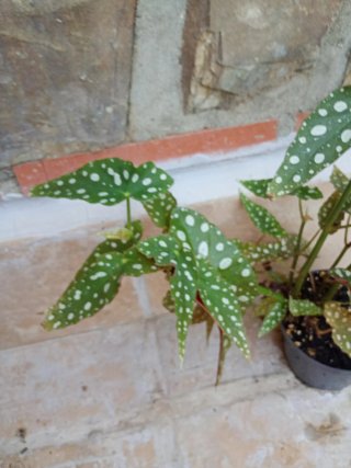 Begonia