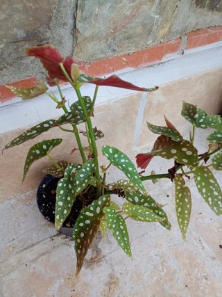 Begonia