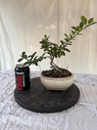 Bonsai Pyracantha doble tronco