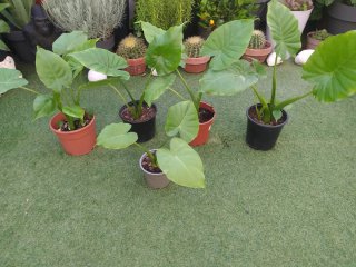 5 Plantas Alocasia 30€