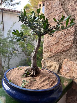 Bonsái olivo en maceta azul tiene unos 40 años
