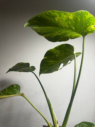 Monstera Electrolyte / Electrolight