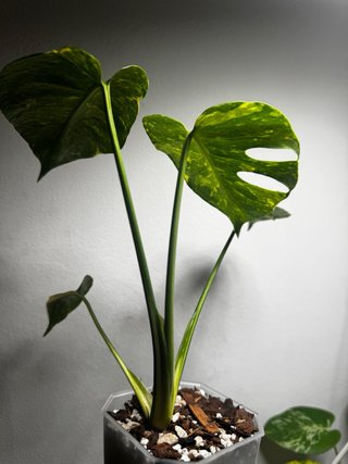Monstera Electrolyte / Electrolight