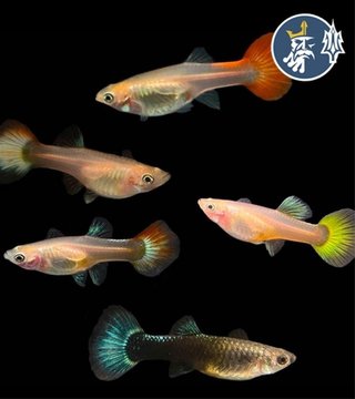 Peces Guppy de varias edades